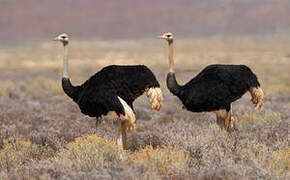 Common Ostrich