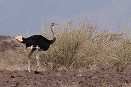 Somali Ostrich