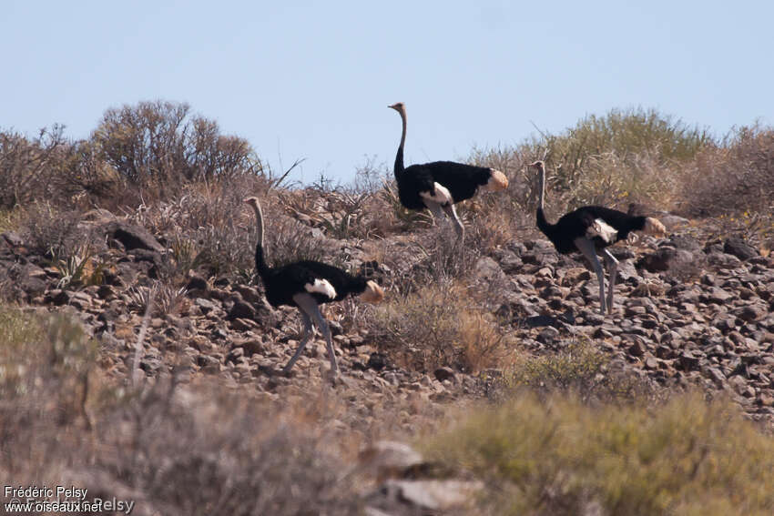 Somali Ostrich male, habitat