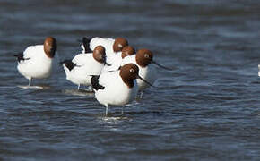 Avocette d'Australie