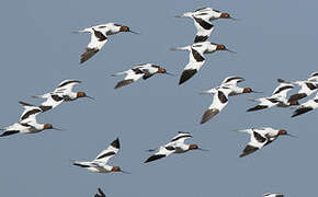 Red-necked Avocet