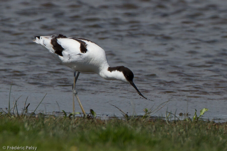 Avocette élégante