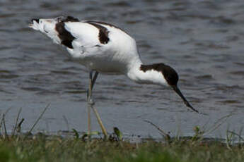 Avocette élégante