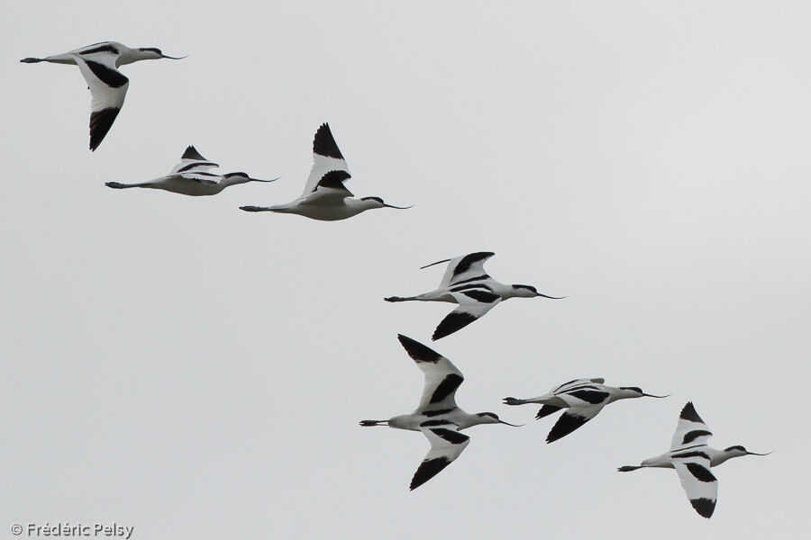 Avocette élégante, Vol