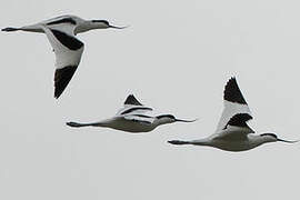 Pied Avocet