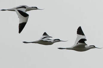 Avocette élégante