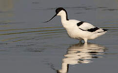 Avocette élégante