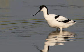 Pied Avocet