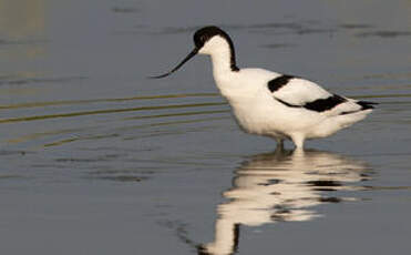 Avocette élégante