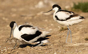 Avocette élégante