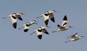 Pied Avocet