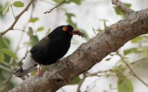 Retz's Helmetshrike