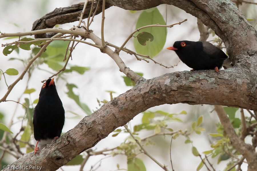 Retz's Helmetshrike