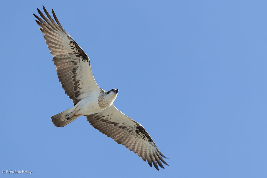 Balbuzard d'Australieadulte, Vol