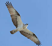 Balbuzard d'Australie