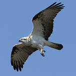 Balbuzard d'Australie