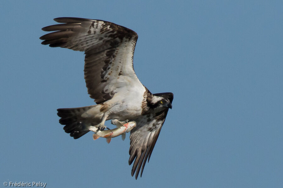 Western Ospreyadult, Flight, fishing/hunting