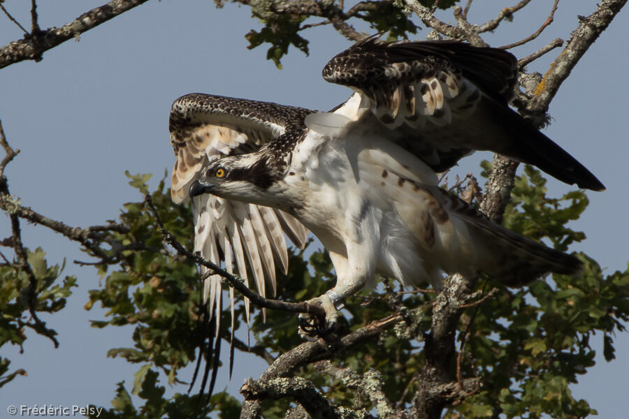 Ospreyjuvenile