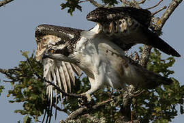 Western Osprey