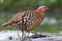 Bambusicole de Chine