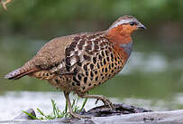 Bambusicole de Chine