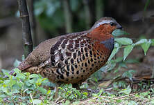 Bambusicole de Chine