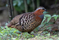 Bambusicole de Chine