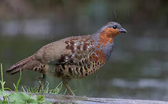 Bambusicole de Chine