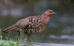 Bambusicole de Chine