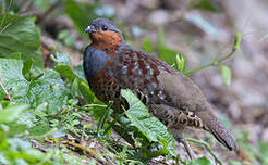 Bambusicole de Chine