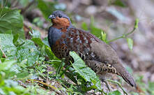 Bambusicole de Chine