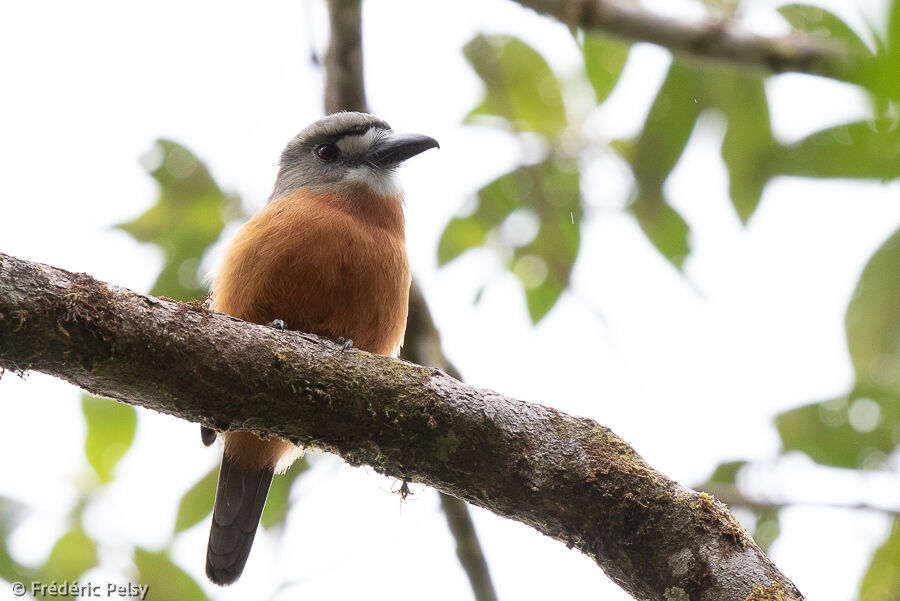 White-faced Nunbird