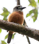 White-faced Nunbird