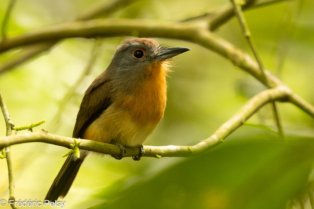 Grey-cheeked Nunlet