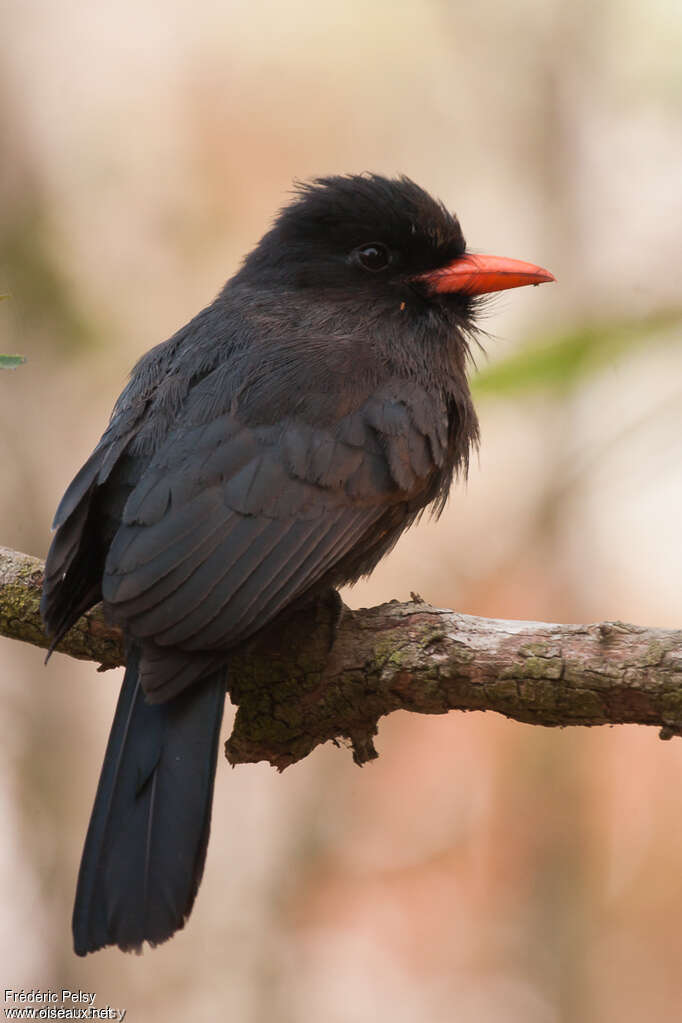 Black-fronted Nunbirdadult, identification