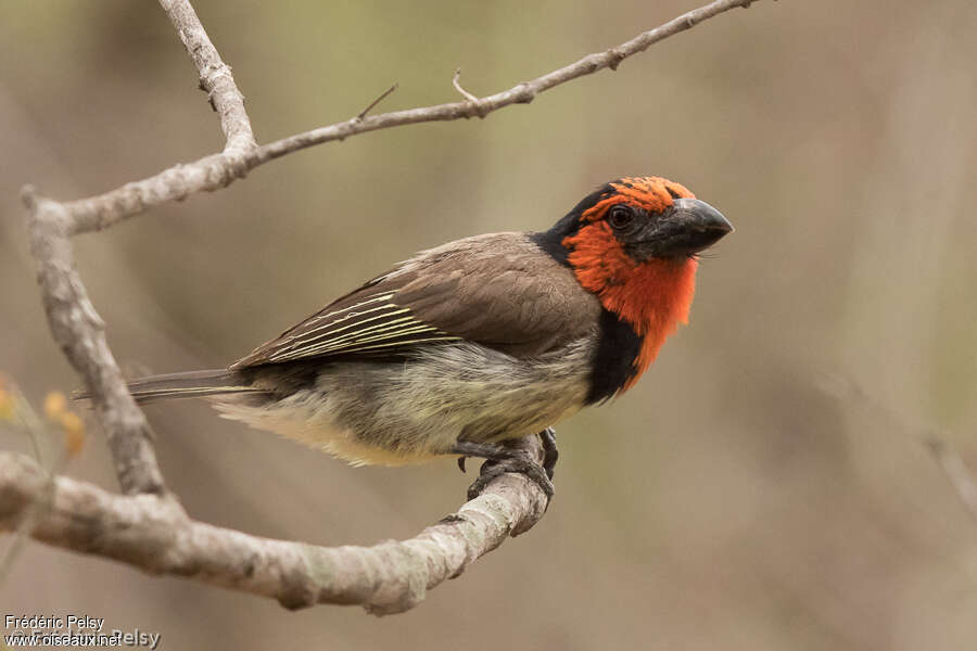 Black-collared Barbetadult