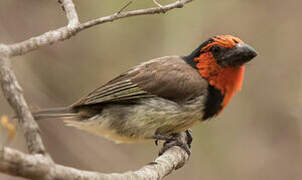 Black-collared Barbet