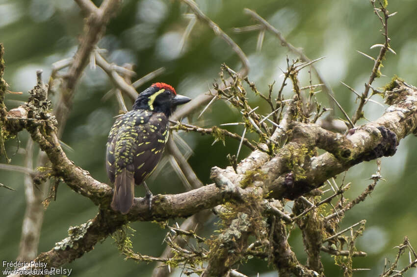 Yellow-spotted Barbetadult, identification