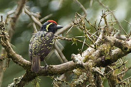 Yellow-spotted Barbet