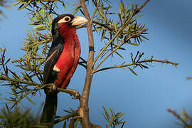 Double-toothed Barbet