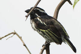 Spot-flanked Barbet