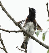 White-eared Barbet