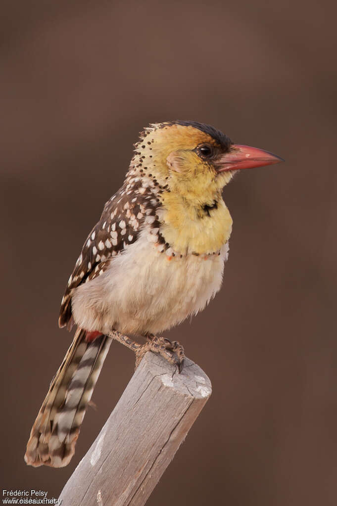 Yellow-breasted Barbetadult, identification