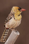 Yellow-breasted Barbet