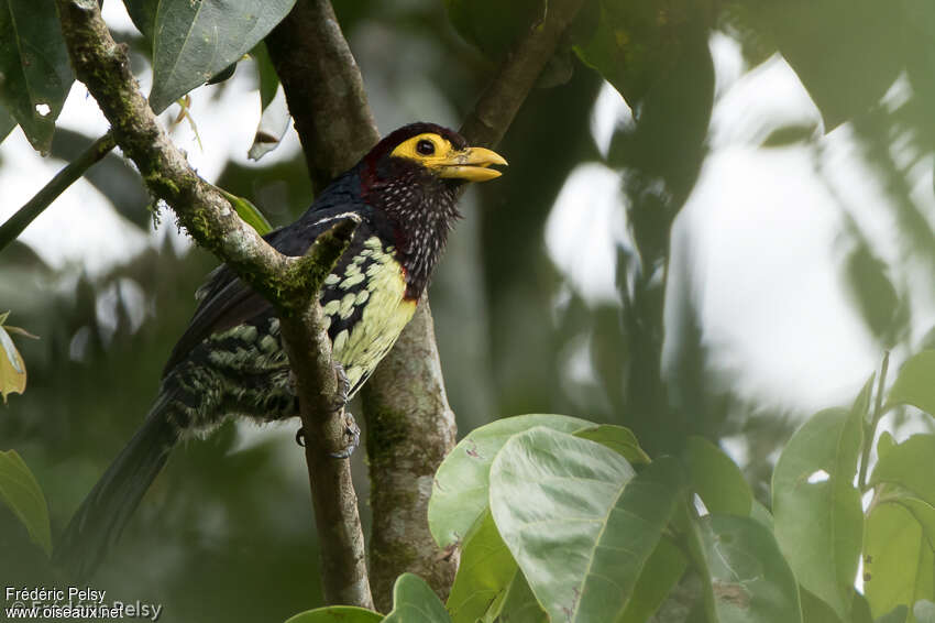 Yellow-billed Barbetadult, identification