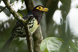 Yellow-billed Barbet