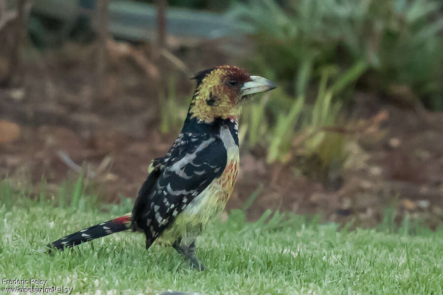 Crested Barbetadult, identification