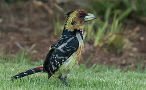 Crested Barbet