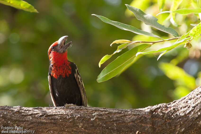 Black-billed Barbetadult, song