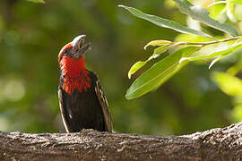 Black-billed Barbet